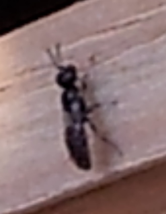 Crabronidae o Bethylidae su un tronco